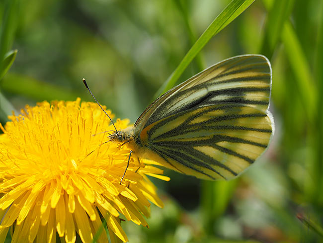 スジグロシロチョウの吸蜜