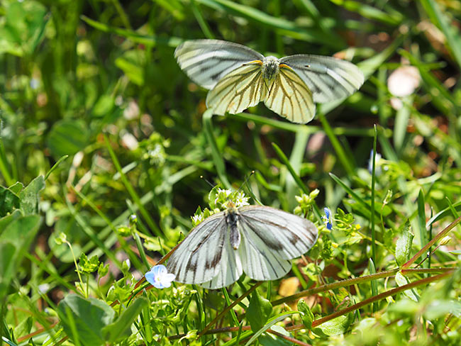 スジグロシロチョウの交尾拒否