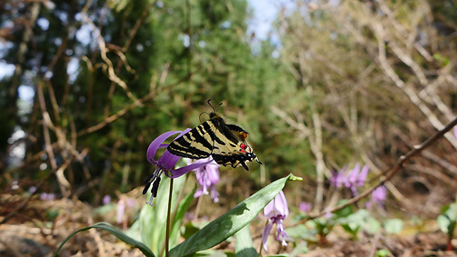 ヒメギフチョウの飛翔