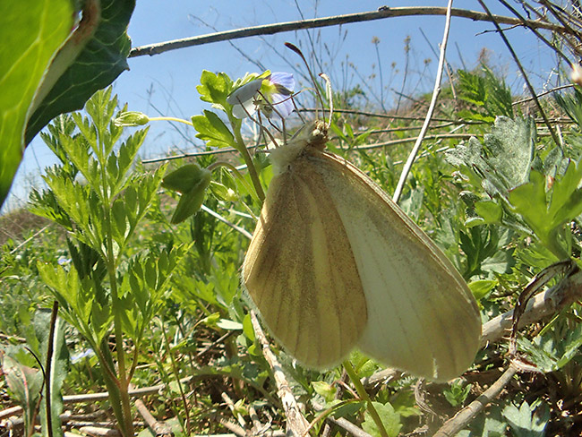 魚露目でヒメシロチョウの吸蜜を撮る