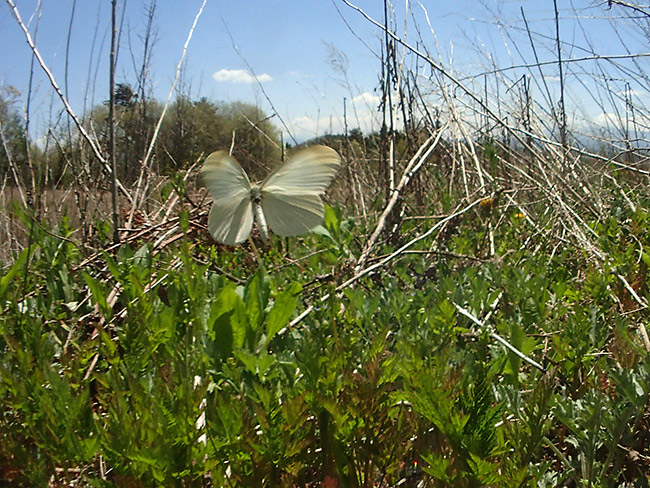 ヒメシロチョウの食草探し