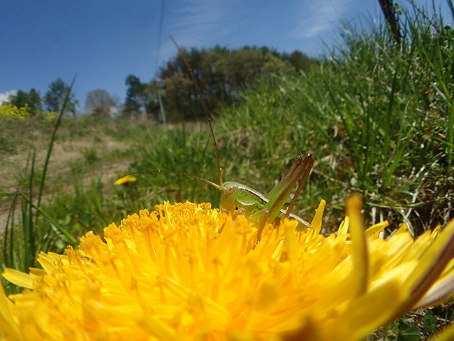 魚露目でキリギリスの幼虫を撮る
