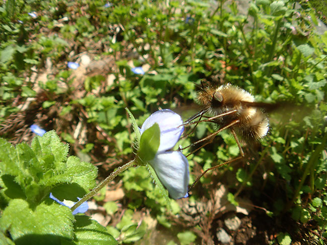 ビロードツリアブを魚露目で