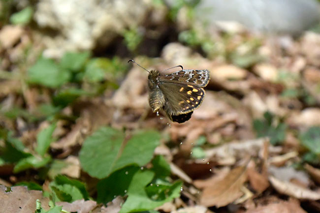 ミヤマセセリの飛翔