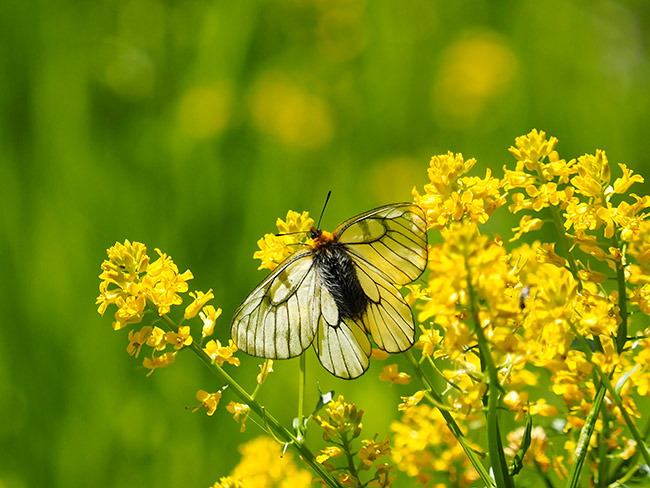 ウスバシロチョウ