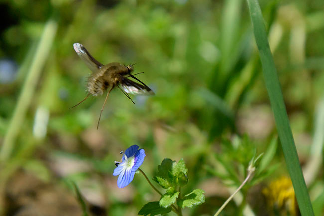 ビロードツリアブの飛翔