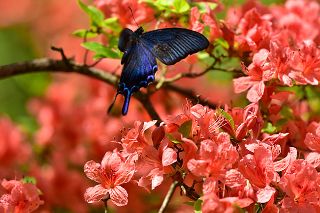 庭のカラスアゲハ