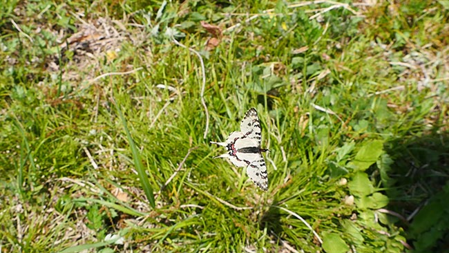 都幾川町でホソオチョウ