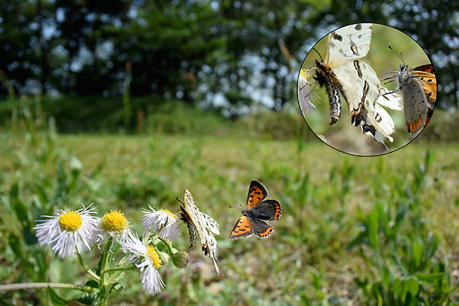 ホソオチョウにベニシジミがアタック