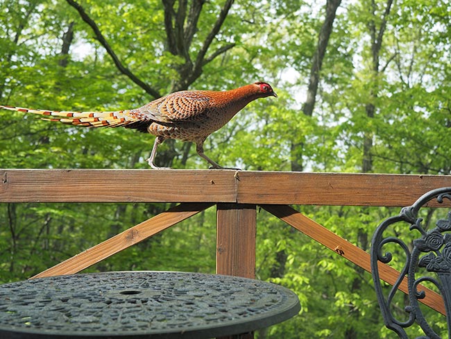 ヤマドリのやまちゃん