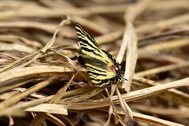 戸隠のヒメギフチョウ