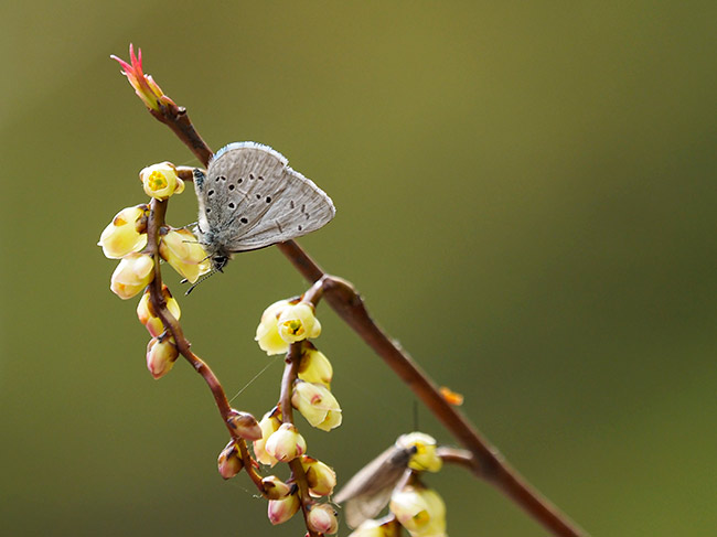 キブシの花にスギタニルリシジミ