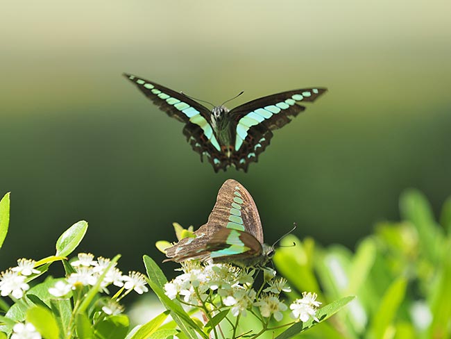 北の丸公園のアオスジアゲハの求愛