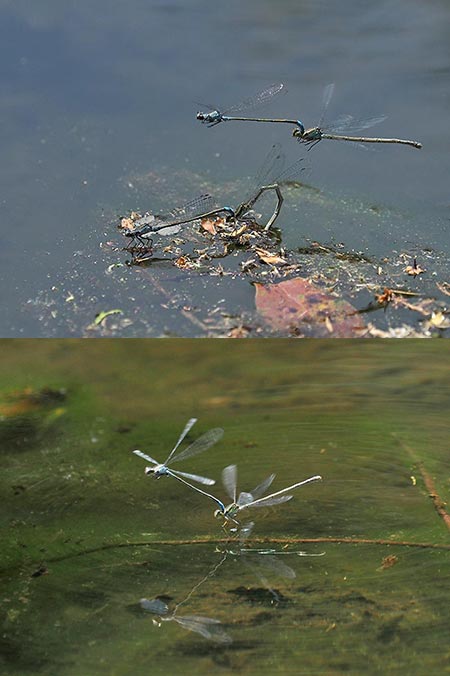 クロイトトンボの産卵