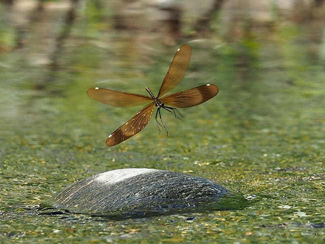 ミヤマカワトンボを連写で