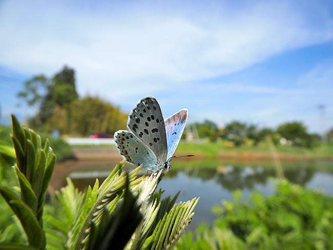 オオルリシジミ
