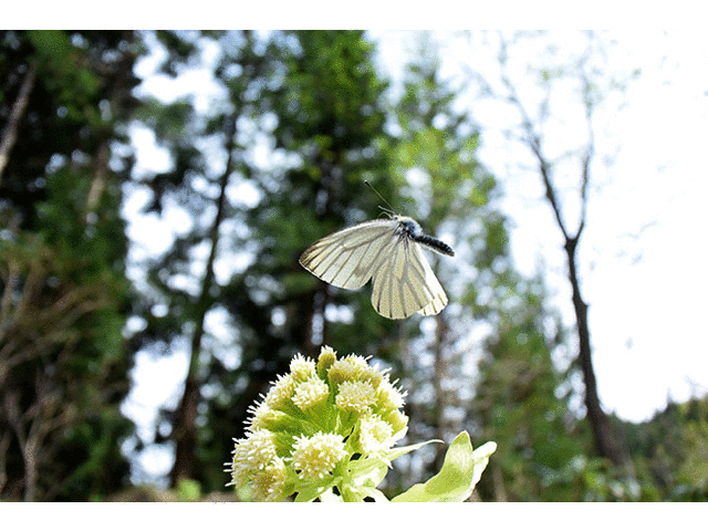 スジグロシロチョウの飛翔をgifアニメで