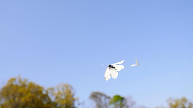 モンシロチョウの飛翔