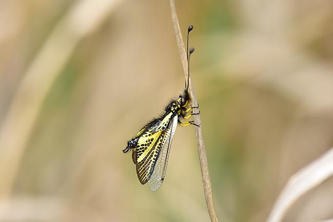 キバネツノトンボをlytro illumで