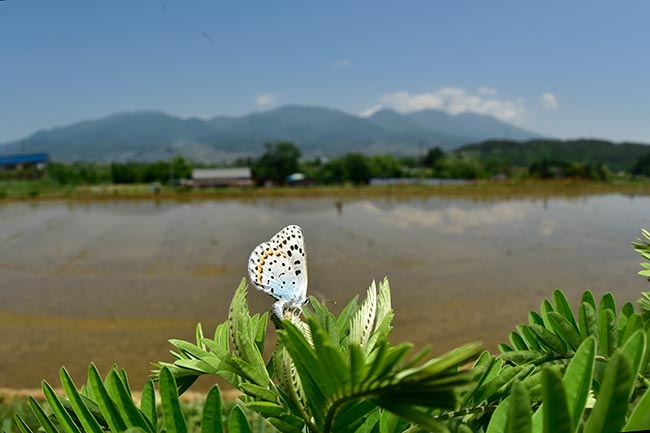 オオルリシジミの産卵