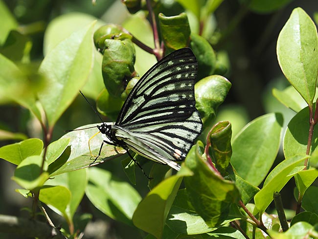 北の丸公園のアカボシゴマダラ