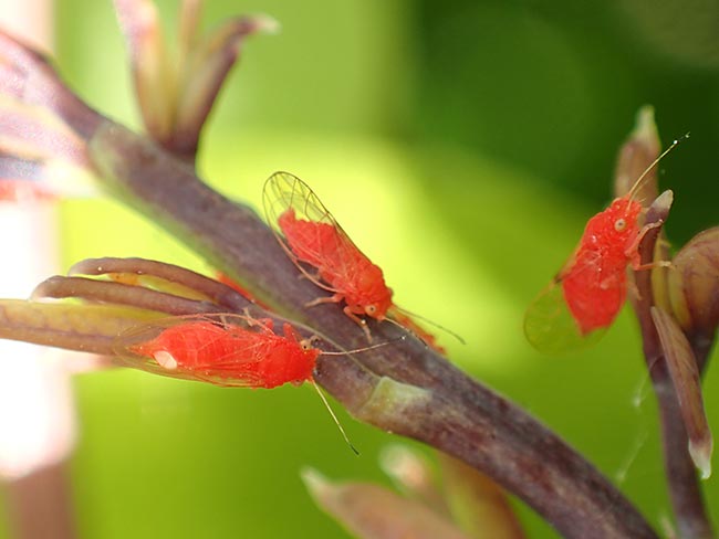 ベニキジラミを顕微鏡モードで