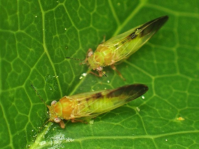 ハコネキジラミ