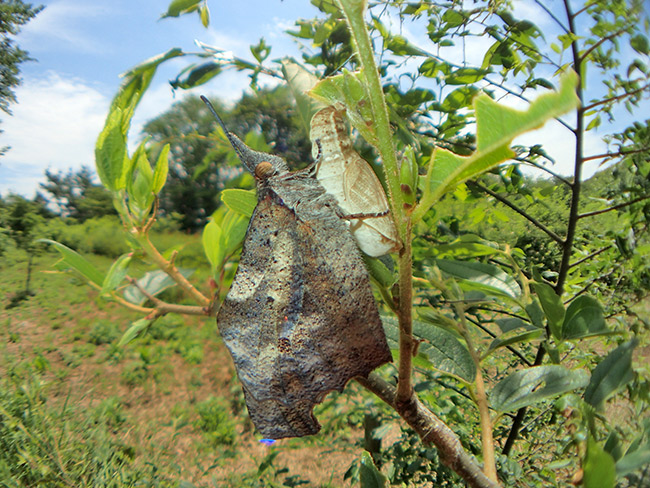 テングチョウの羽化を魚露目で