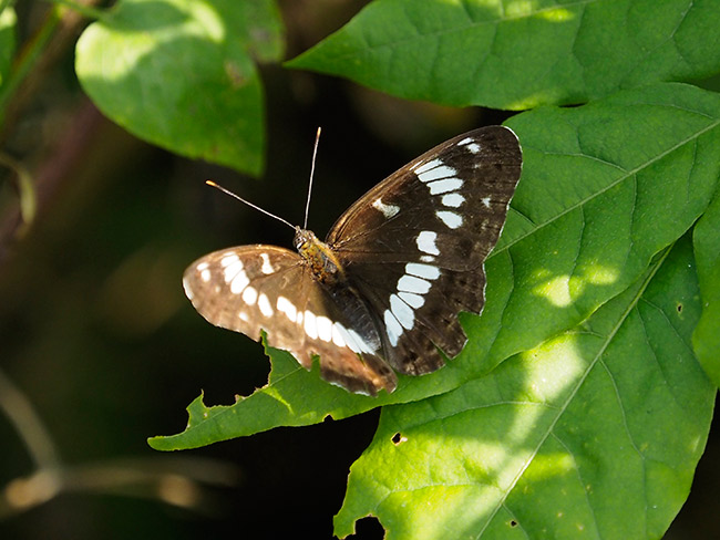 アサマイチモンジ