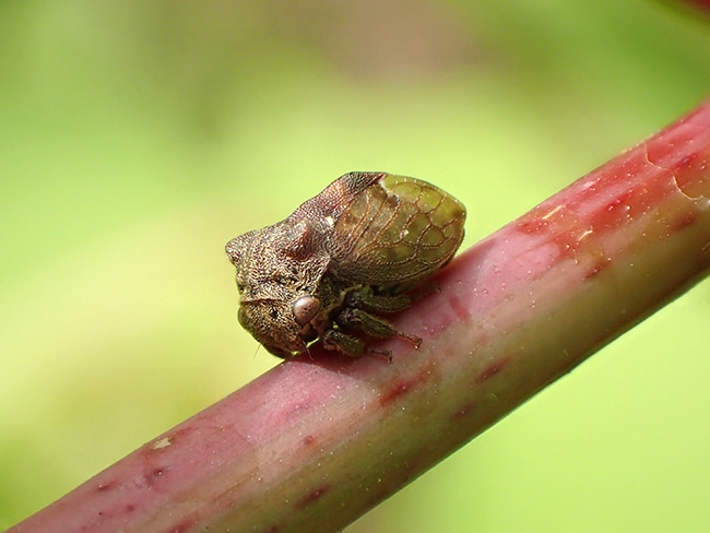 トビイロツノゼミ