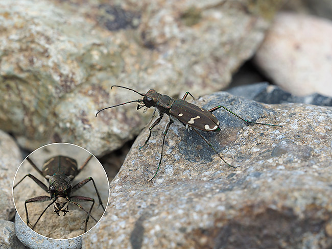 アイヌハンミョウ