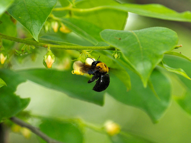 柿の花にクマバチ