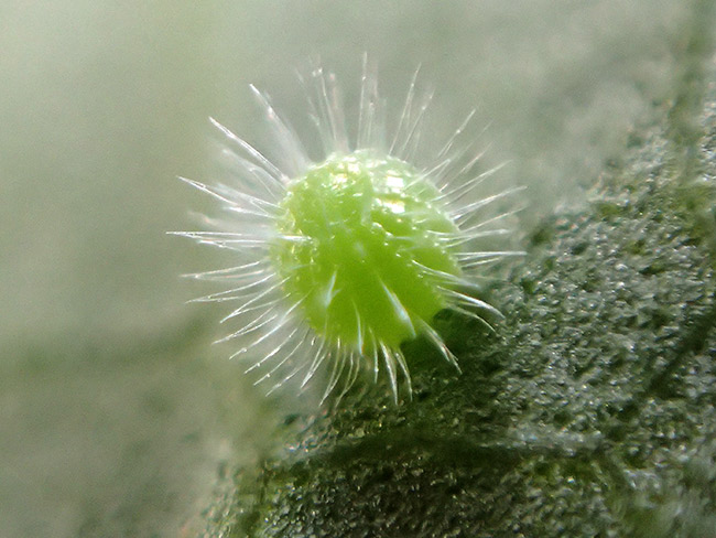 カバタテハの卵をTG-4のフォーカスブラケットで