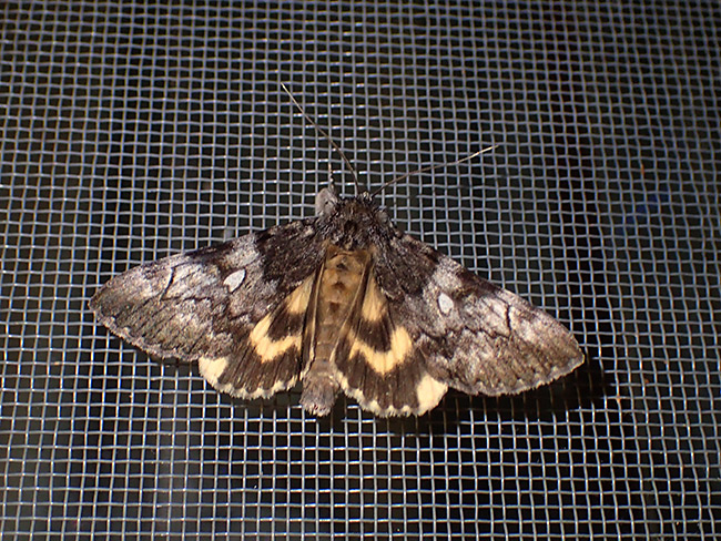 アサマキシタバ