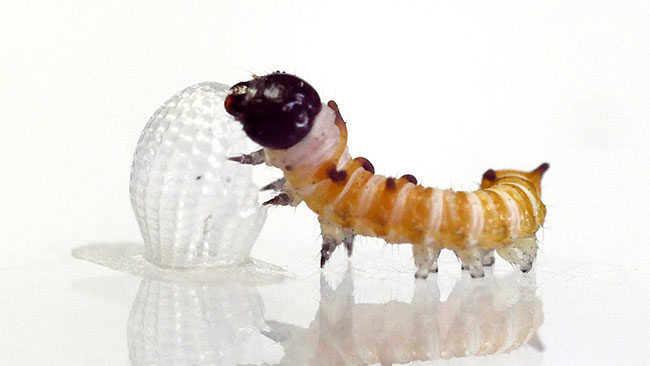 オオゴマダラの孵化