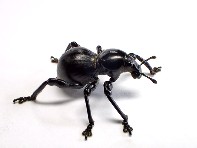 クロカタゾウムシをフォーカスブラケットで