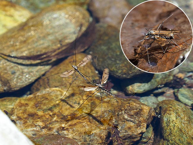 ユスリカの追飛と交尾
