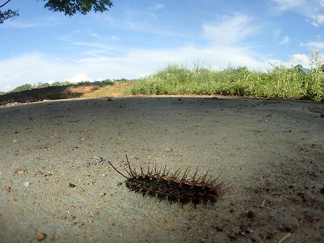 道路を歩くミドリヒョウモンの幼虫を魚露目で