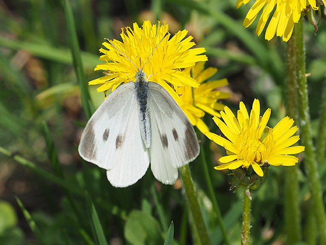 モンシロチョウ