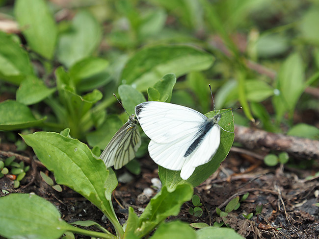 ヤマトスジグロシロチョウの雌雄