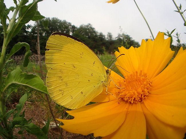 キチョウを魚露目で