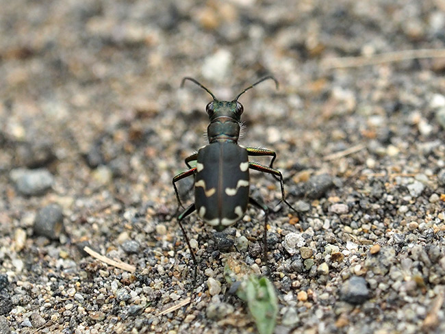 コニワハンミョウ