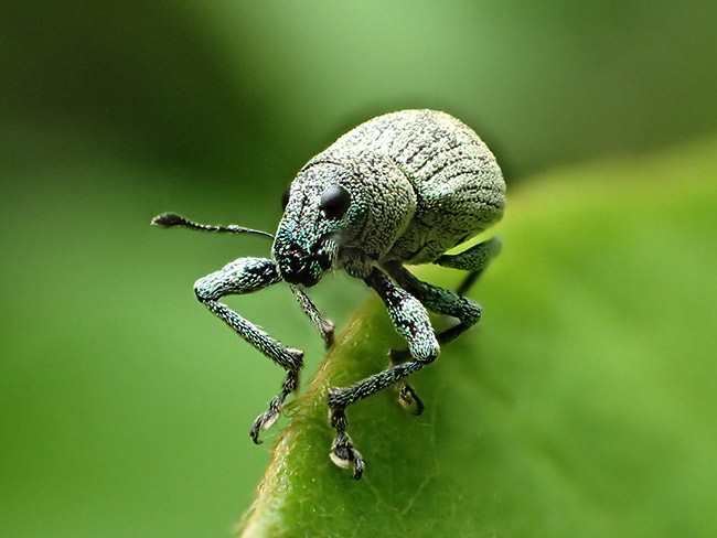 コフキゾウムシ