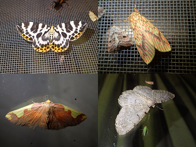 ツマキシロナミシャク