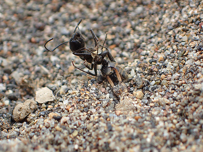 TG-4でアリジゴクを撮る