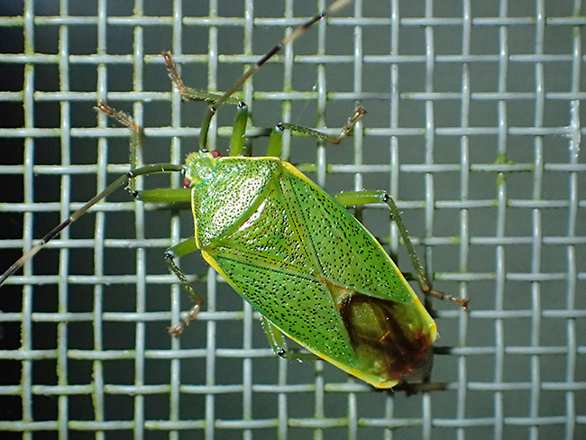 クヌギカメムシ