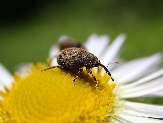 コバンゾウムシ
