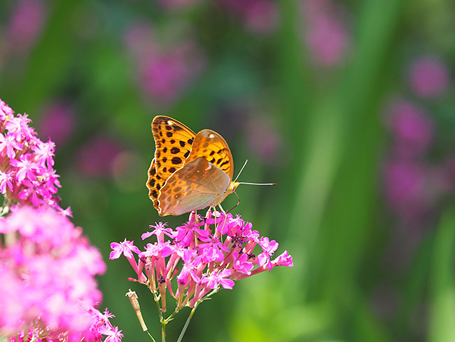 ムシトリナデシコとクモガタヒョウモンのメス