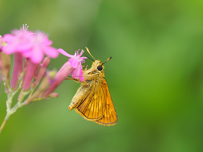 ヒメキマダラセセリ
