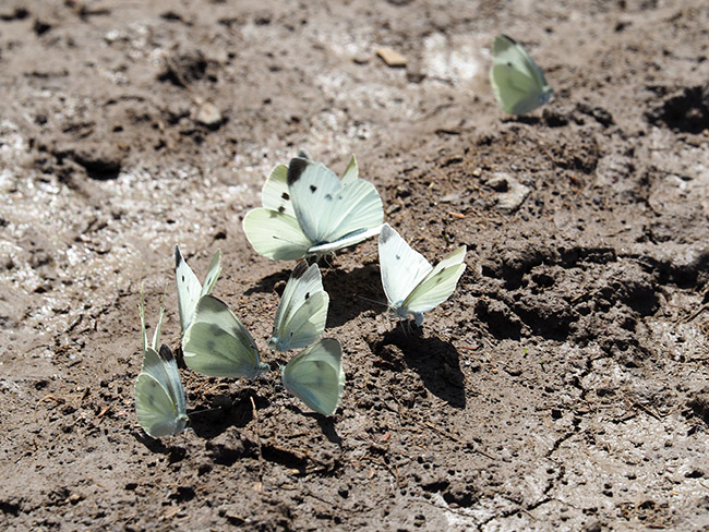 モンシロチョウの集団吸水